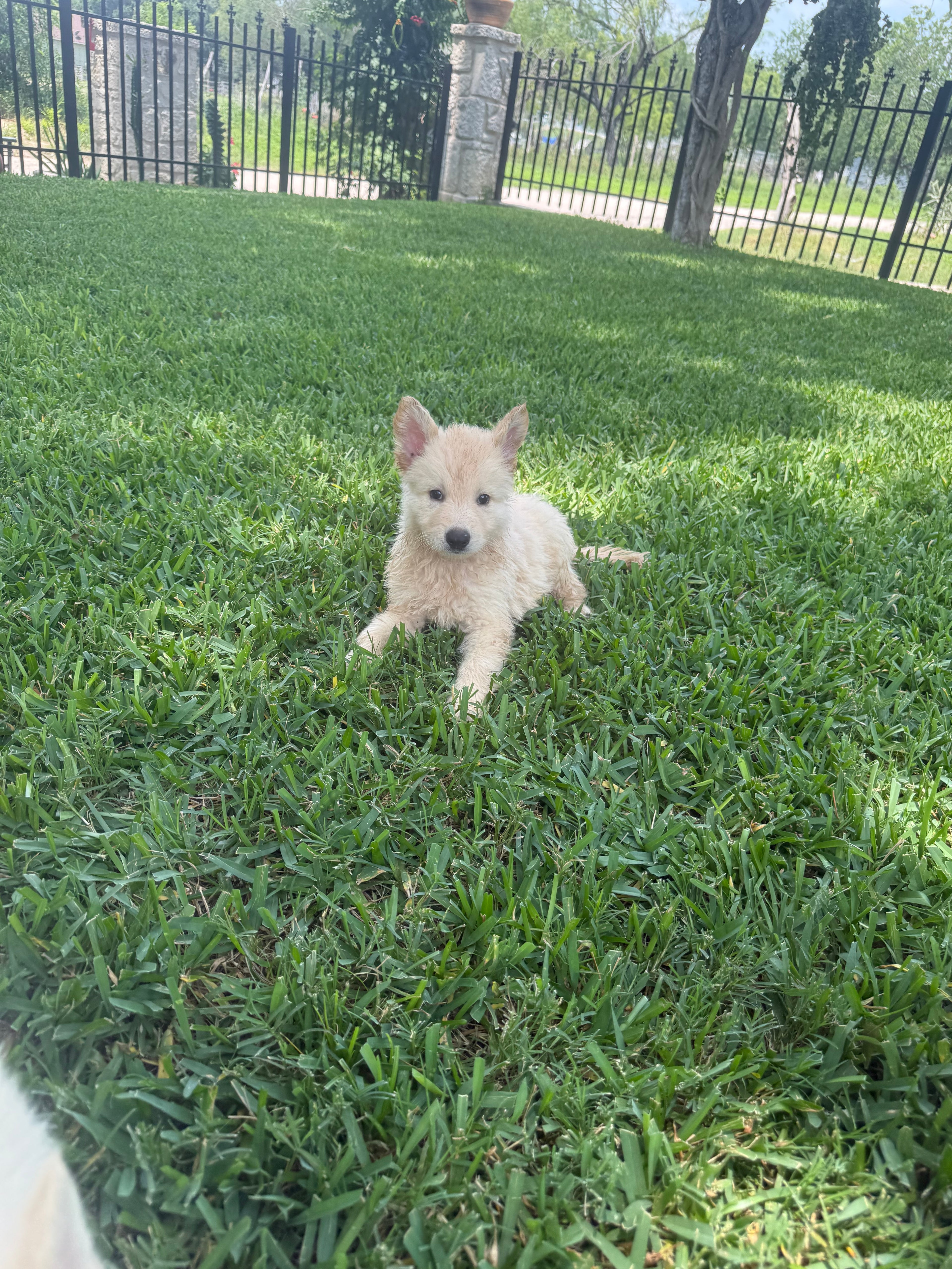 White German shepherds (Copy)