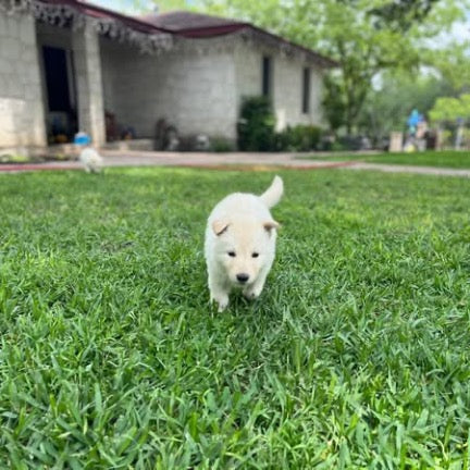 White German shepherds (Copy)