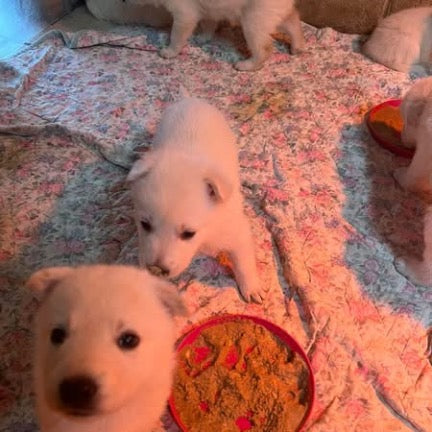White German shepherds (Copy)