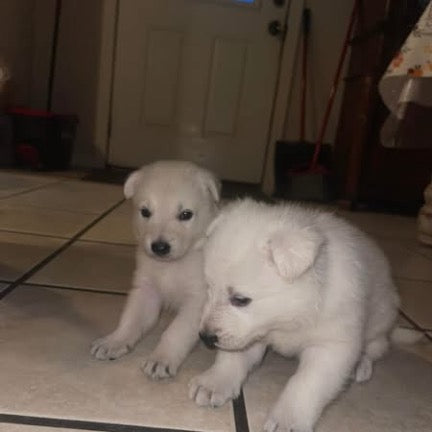 White German shepherds (Copy)