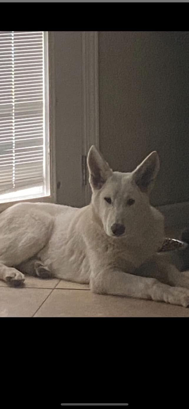 White German shepherds (Copy)