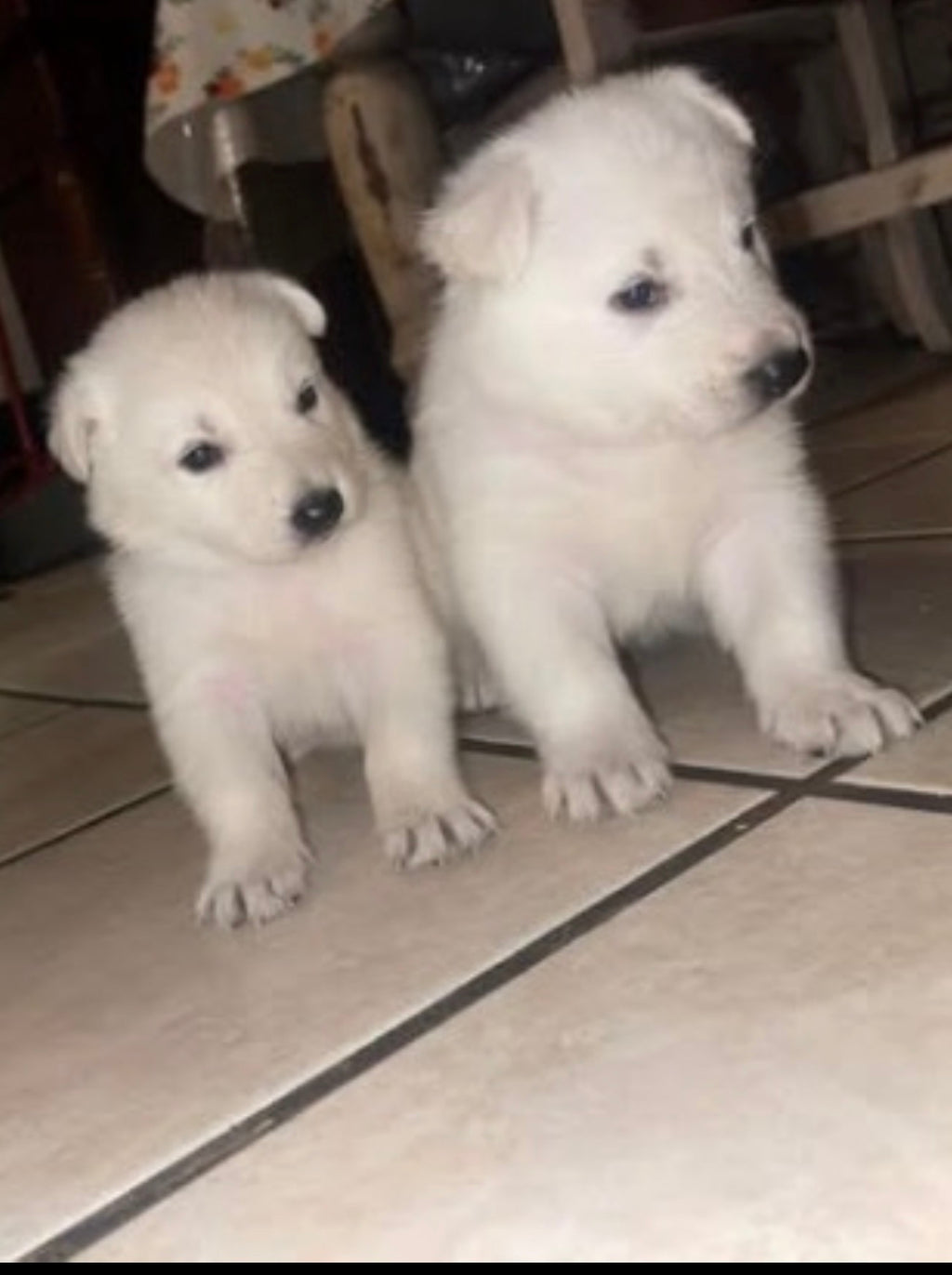 White German shepherds (Copy)