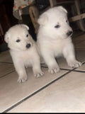 White German shepherds (Copy)