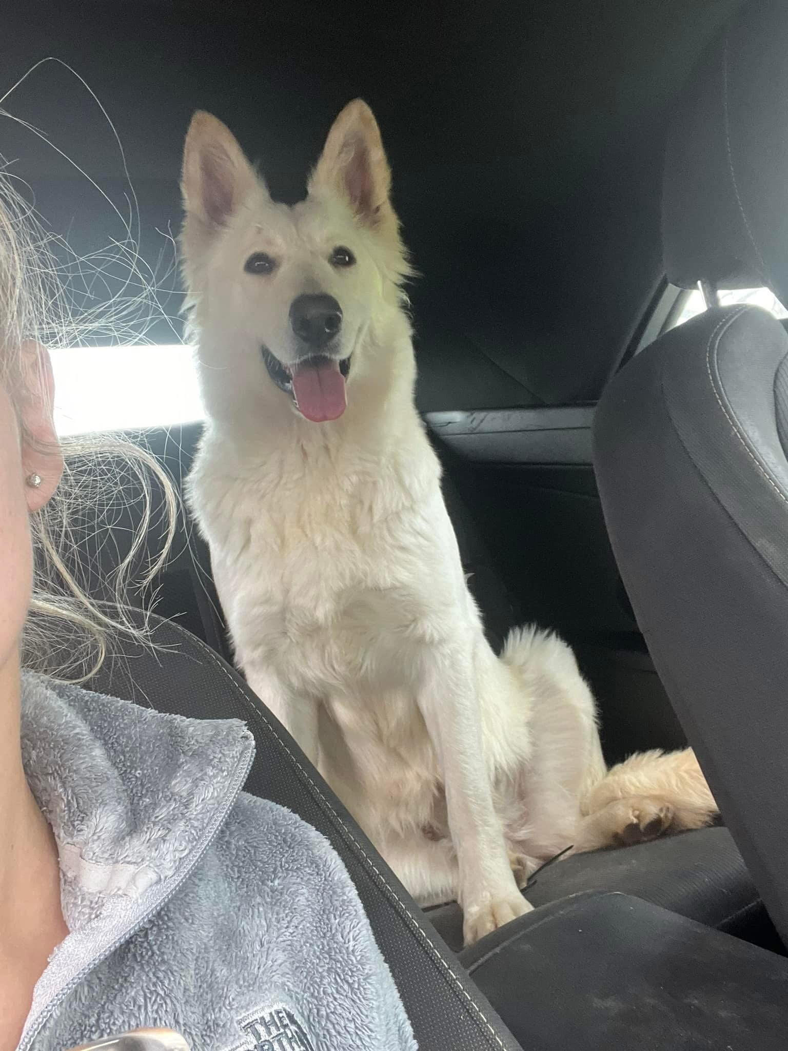 White German shepherds (Copy)