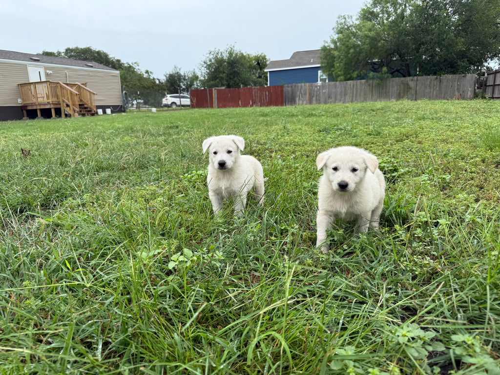White German shepherds (Copy)