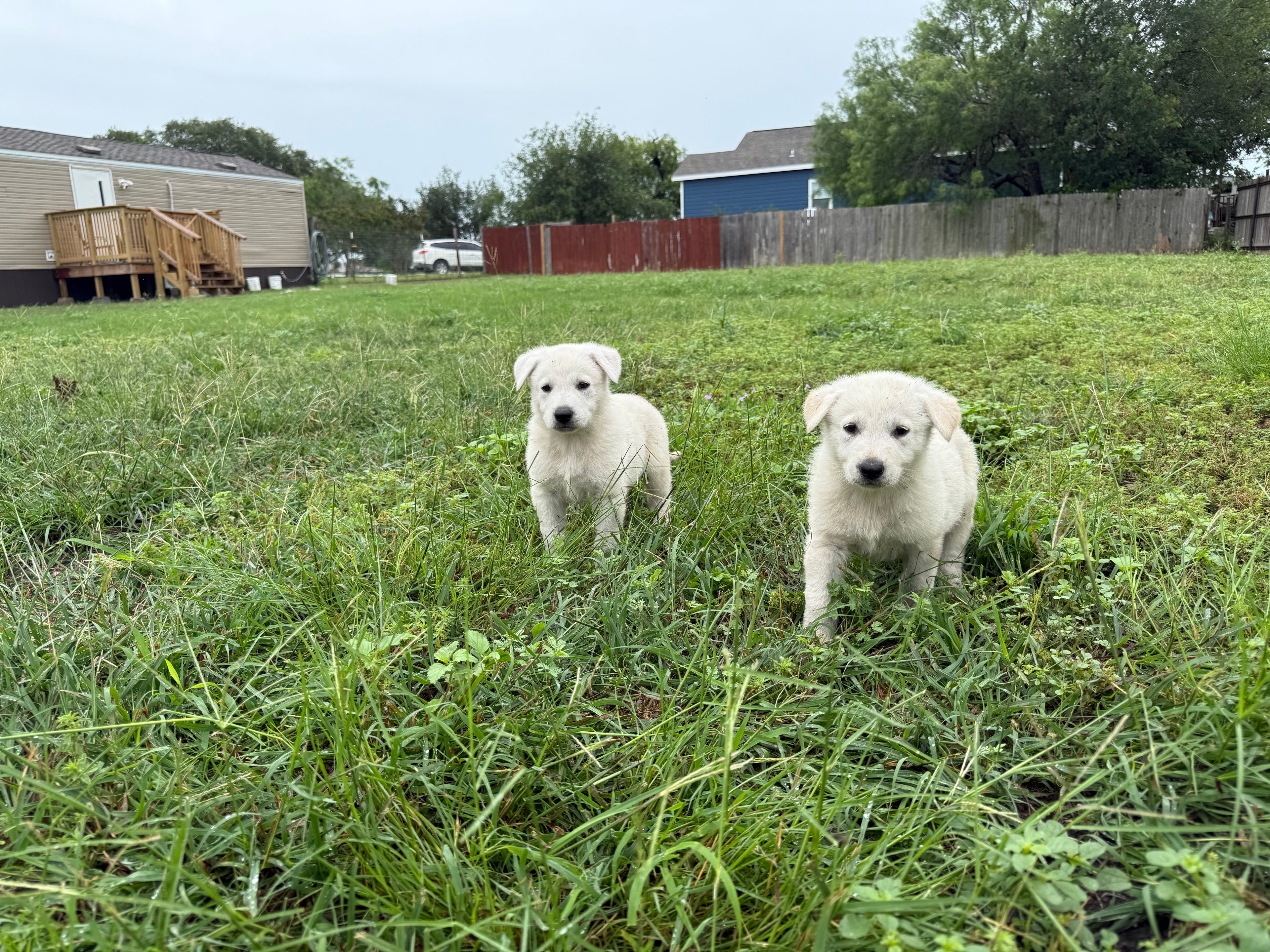 White German shepherds (Copy)