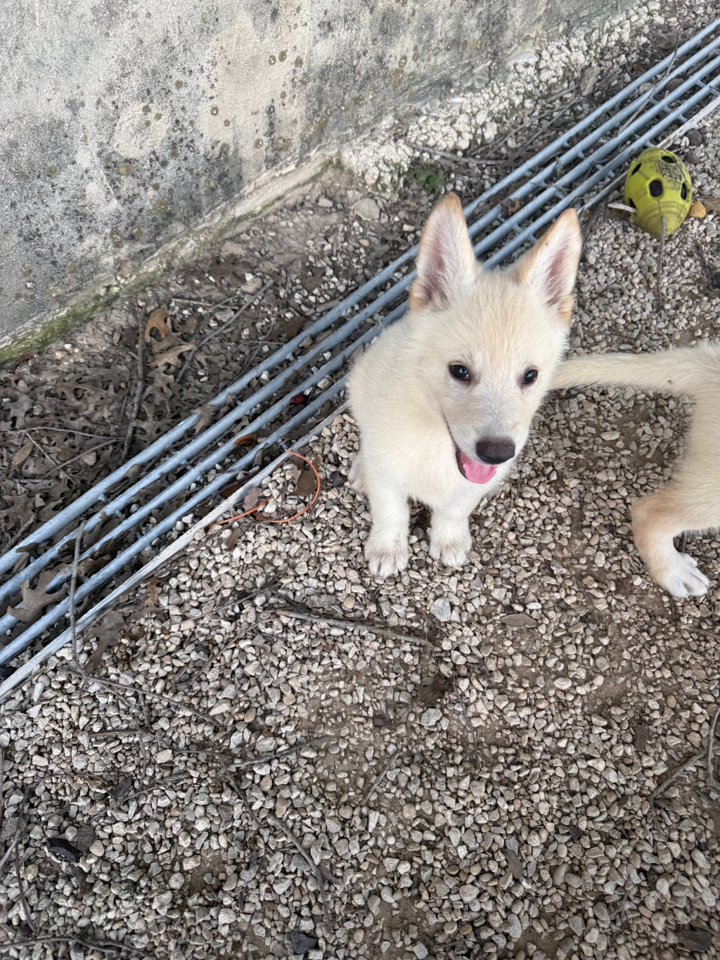 White German shepherds (Copy)
